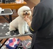 마용기초케어&반려견기초미용2 실견수업2