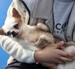 <9주차>반려견기초훈련