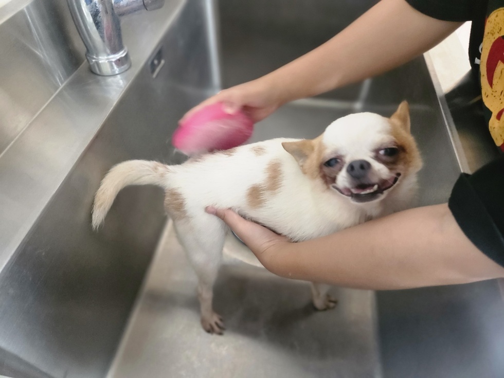 강아지목욕