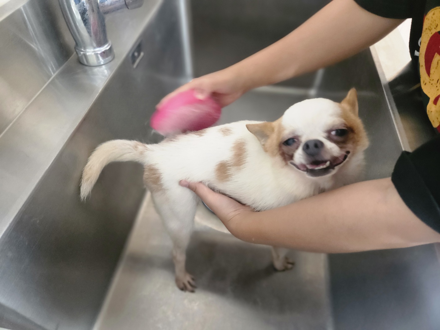 강아지목욕