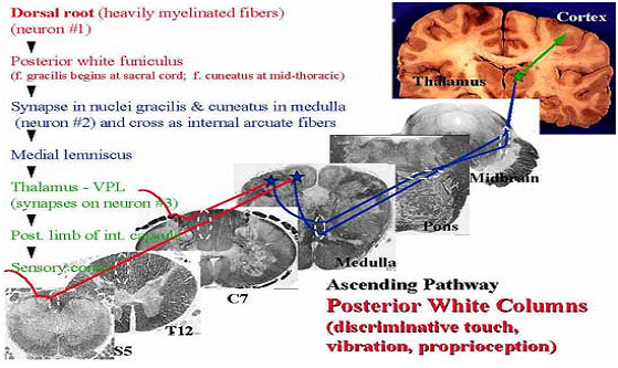 posterior white columns