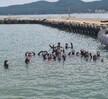 SSI Openwater, Advance 자격증 취득